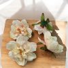 Kerti Dália – krém és rózsaszín elegancia (7 cm)