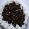 Birch Pine fekete termés – 30 g