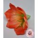 AMARYLLIS FEJ 12CM barack